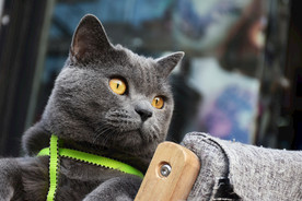 烟头 大胖 猫动物