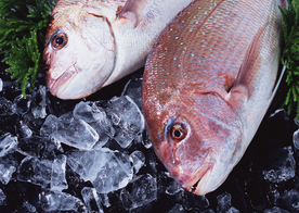 新鲜鱼虾贝蟹类水生物