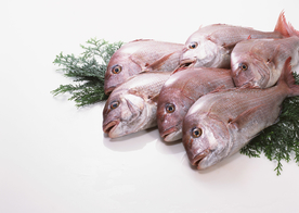 新鲜鱼虾贝蟹类水生物