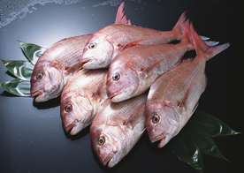 新鲜鱼虾贝蟹类水生物