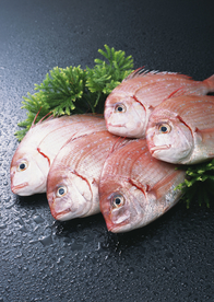 新鲜鱼虾贝蟹类水生物