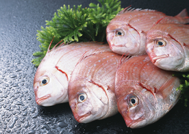 新鲜鱼虾贝蟹类水生物