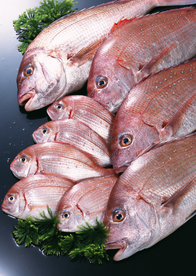 新鲜鱼虾贝蟹类水生物