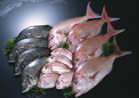 新鲜鱼虾贝蟹类水生物