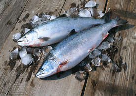 新鲜鱼虾贝蟹类水生物