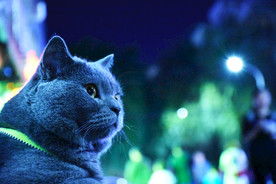 大胖 蓝猫 烟头