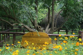 香山风景