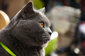 烟头 大胖 猫