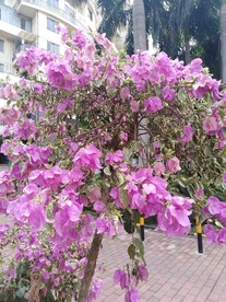 叶子花 光叶子花 苞花