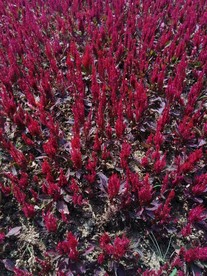 熏衣草 熏衣花 熏衣纹理 熏衣
