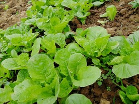 青菜 小青菜 小菜苗 青菜苗