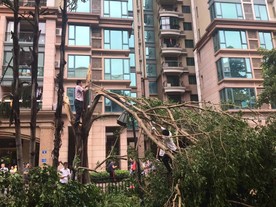 小区台风过后