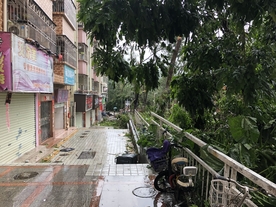 山竹 深圳 灾难 现场 树木