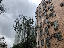 山竹 深圳 灾难 现场 树木
