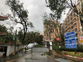 山竹 深圳 灾难 现场 树木