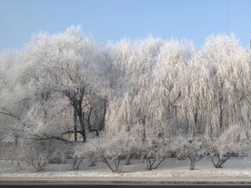 白头老翁
