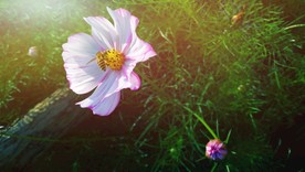格桑花