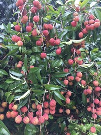 荔枝树