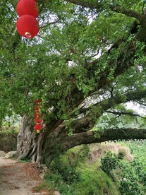 村中老树