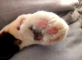 猫爪