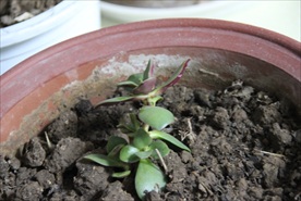 阳光 阳台 绿植 植物 嫩芽