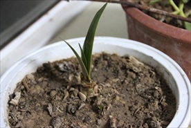 阳光 阳台 绿植 植物 嫩芽
