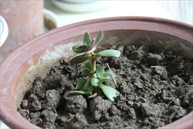 阳光 阳台 绿植 植物 嫩芽