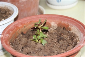 阳光 阳台 绿植 植物 嫩芽
