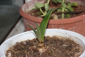 阳光 阳台 绿植 植物 嫩芽