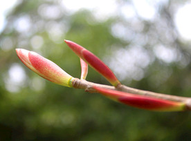 生机勃勃嫩芽