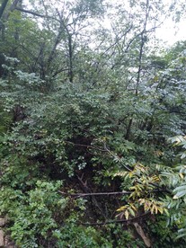 深山老林