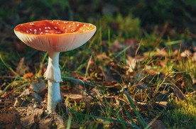 菌类菇子