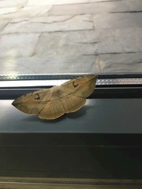 飞蛾