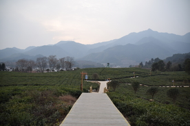 宁都  小布铭茶 茶园  茶树