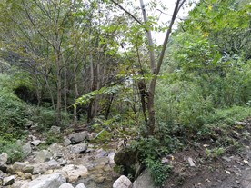 深山老林