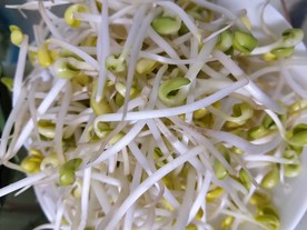 豆芽菜