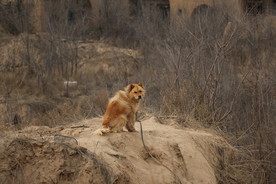 大黄狗