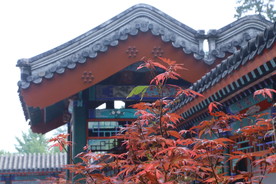 香山红枫美景