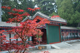 香山红枫美景