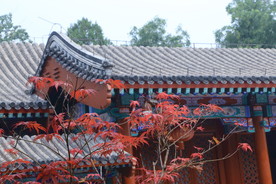 香山红枫美景