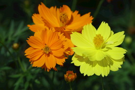 硫华菊