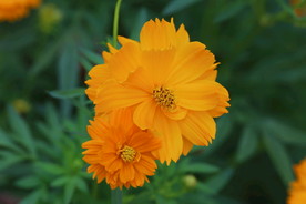 硫华菊