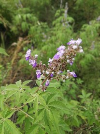 荆花