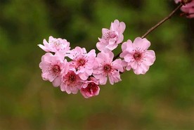 桃花图片
