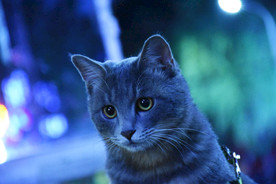 二胖猫 少爷