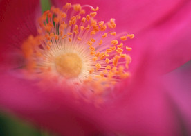 花蕊
