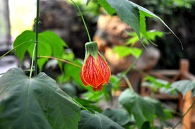 灯笼花