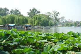 大明湖  济南大明湖   济南