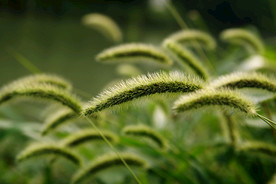 野草