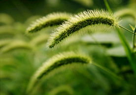 毛狗草